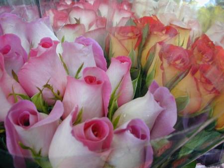 tapis de roses
